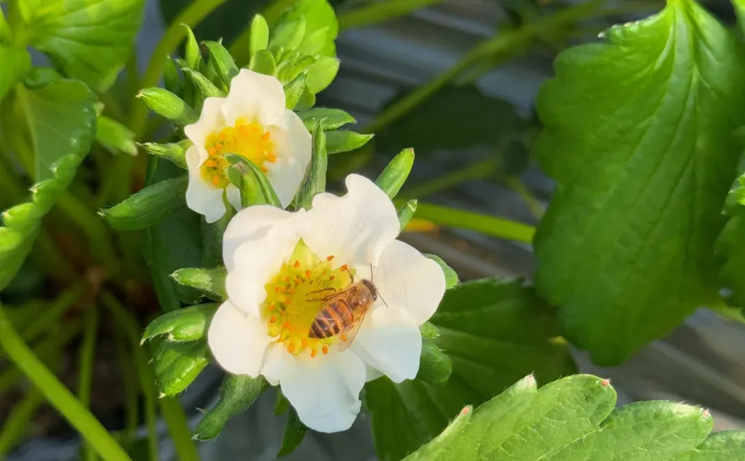 柳州、这天气太适合～摘草莓🍓了～