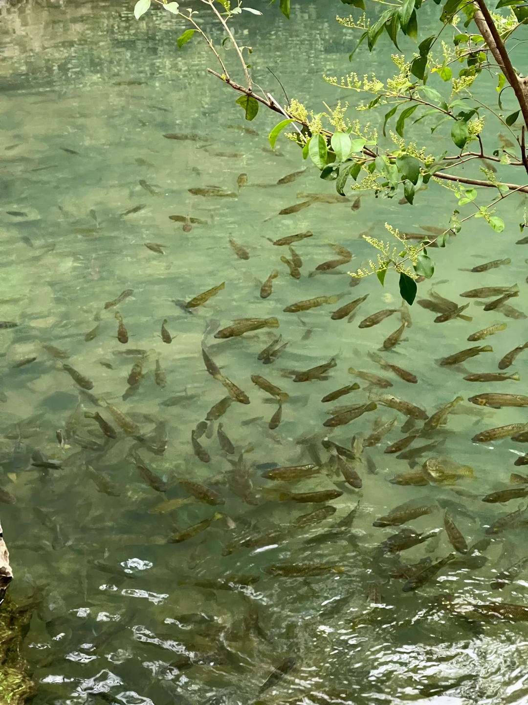 龙潭公园不用排队机位❗️｜柳州朋友圈文案