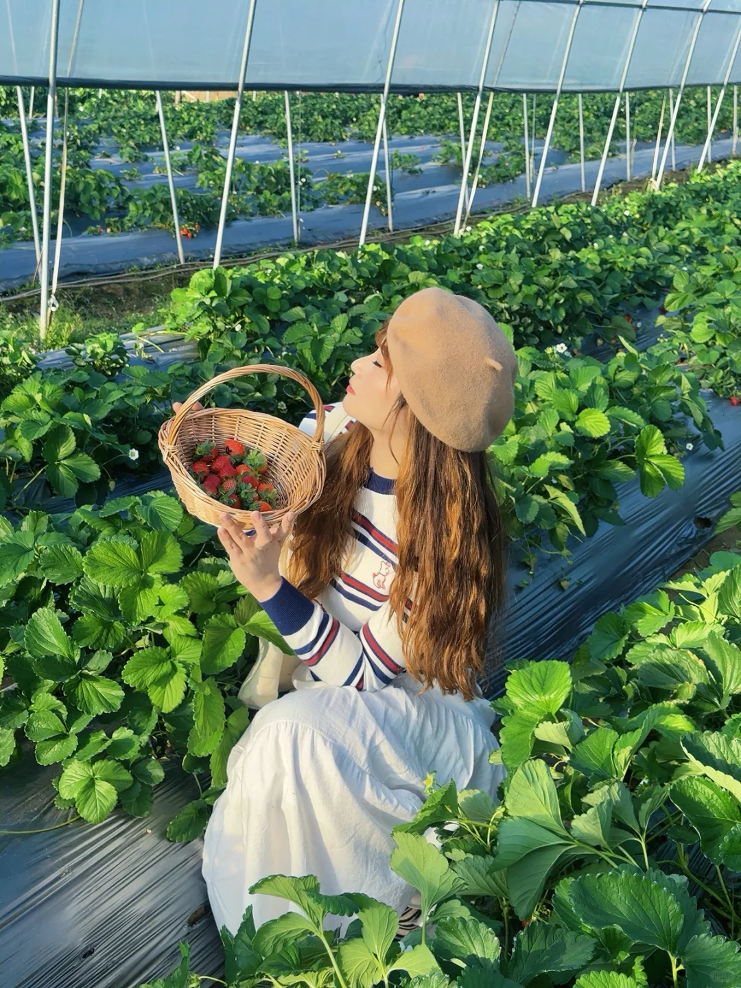 柳州、这天气太适合～摘草莓🍓了～