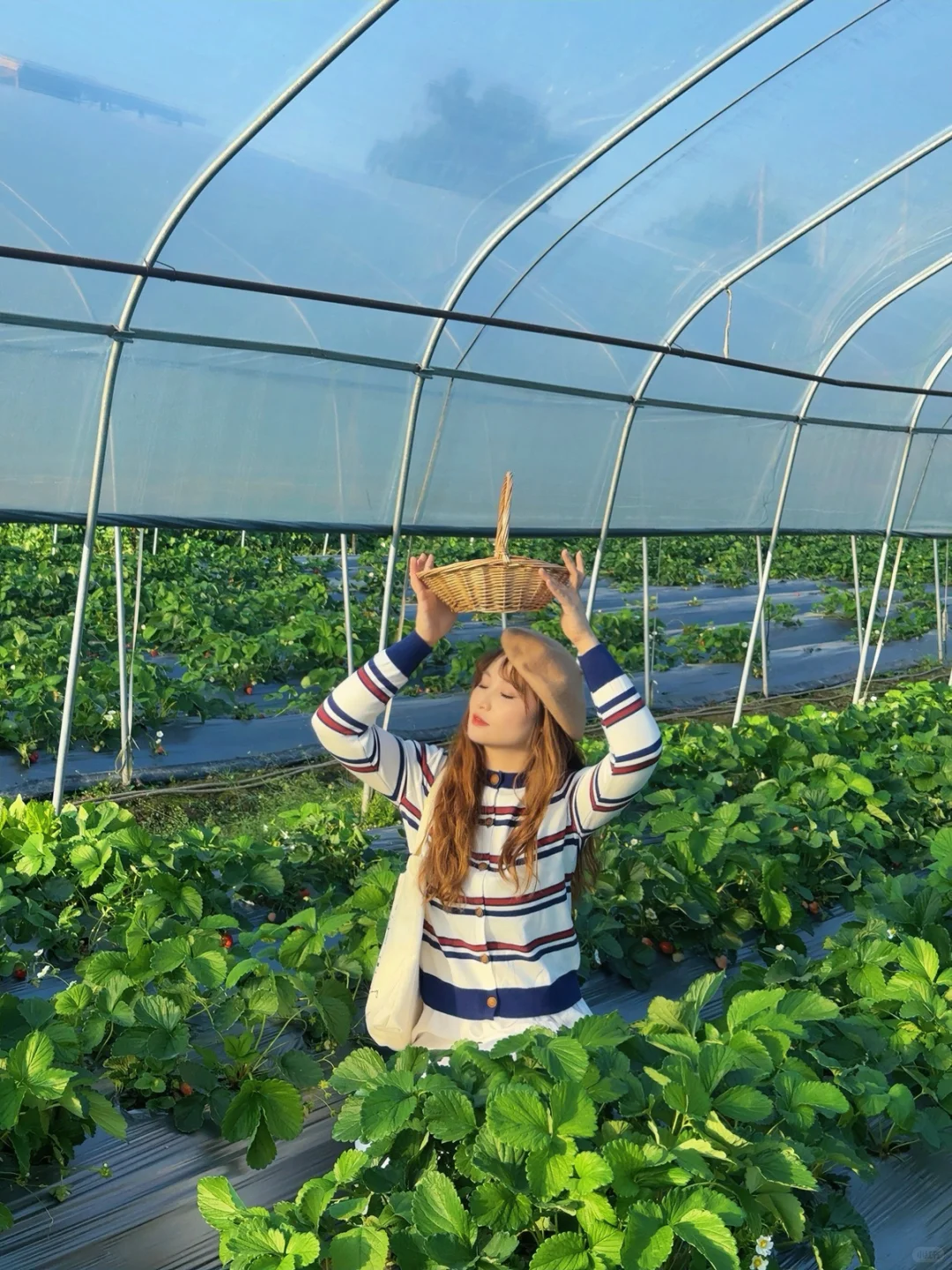 柳州、这天气太适合～摘草莓🍓了～