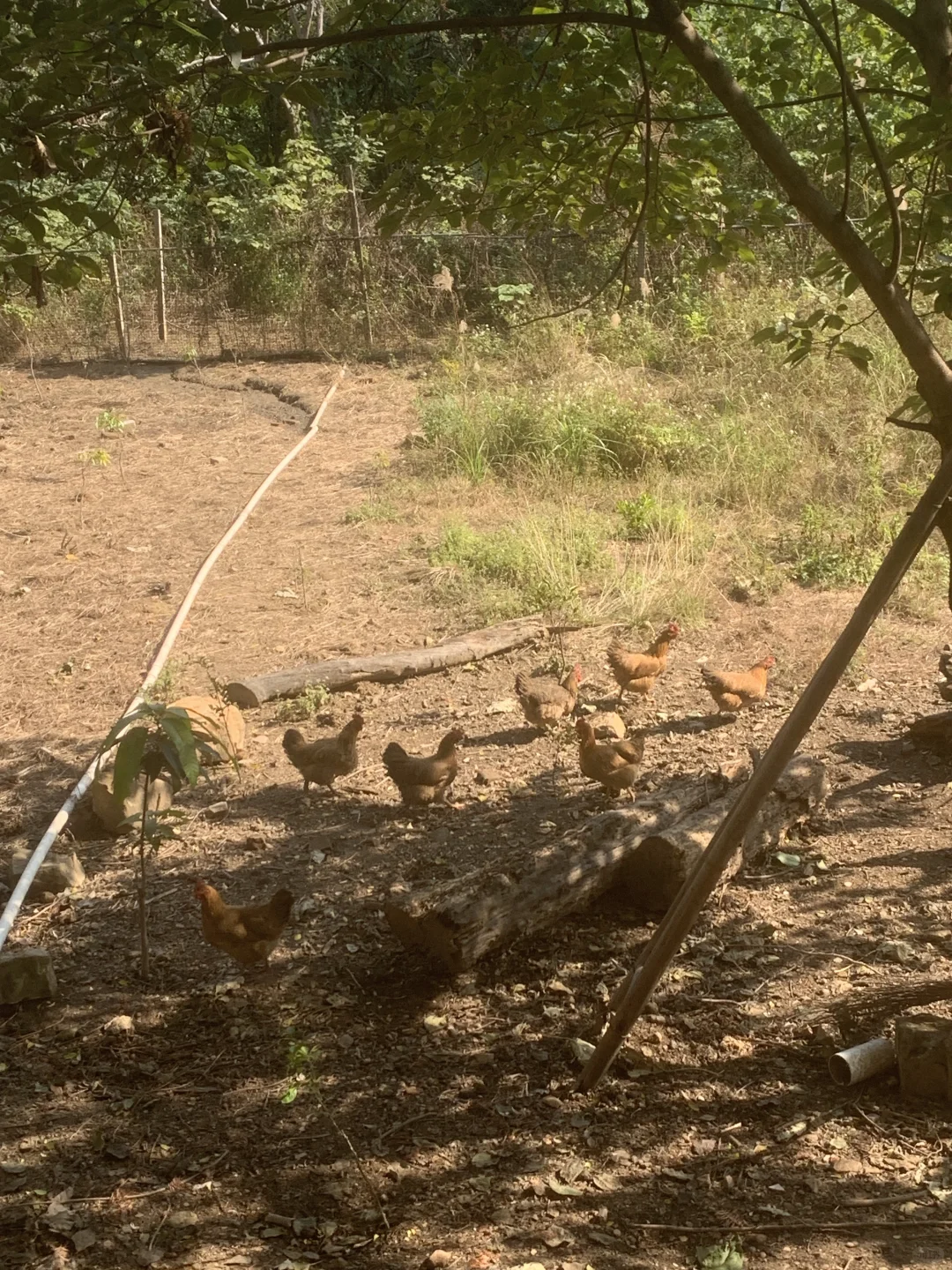 柳州郊区的土货🐷