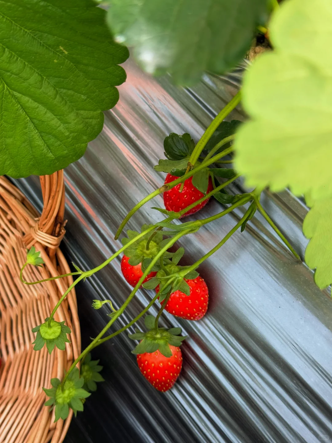 柳州、这天气太适合～摘草莓🍓了～