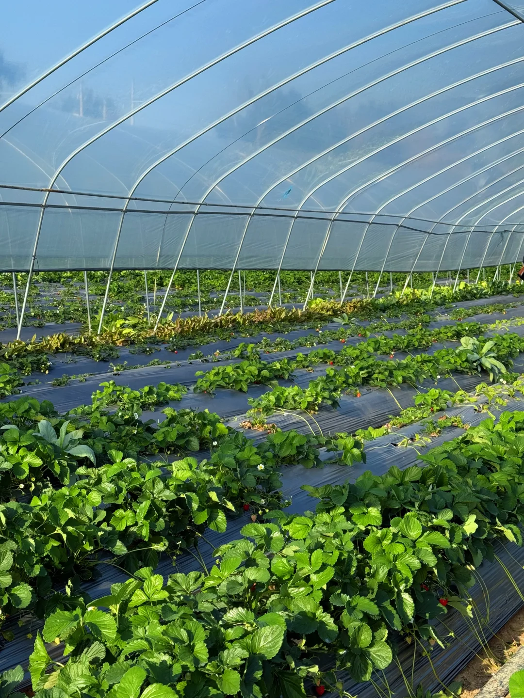 柳州、这天气太适合～摘草莓🍓了～