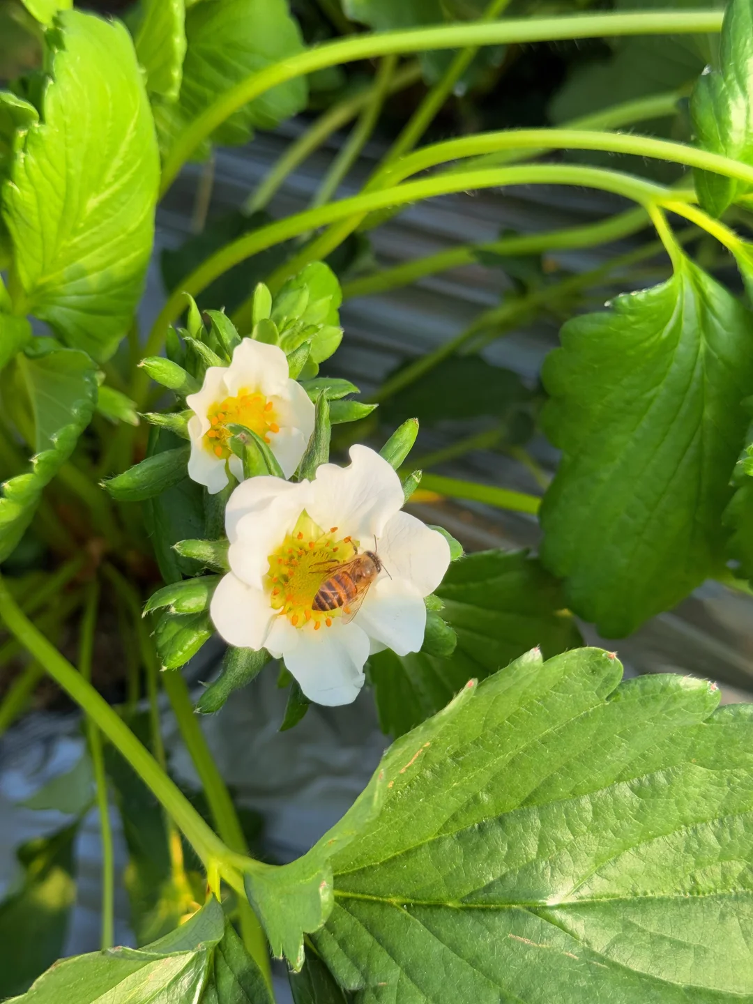 柳州、这天气太适合～摘草莓🍓了～