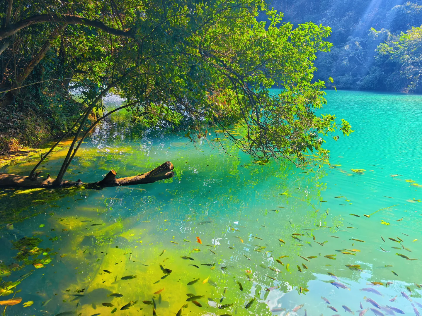 惊叹于龙潭公园的果冻水