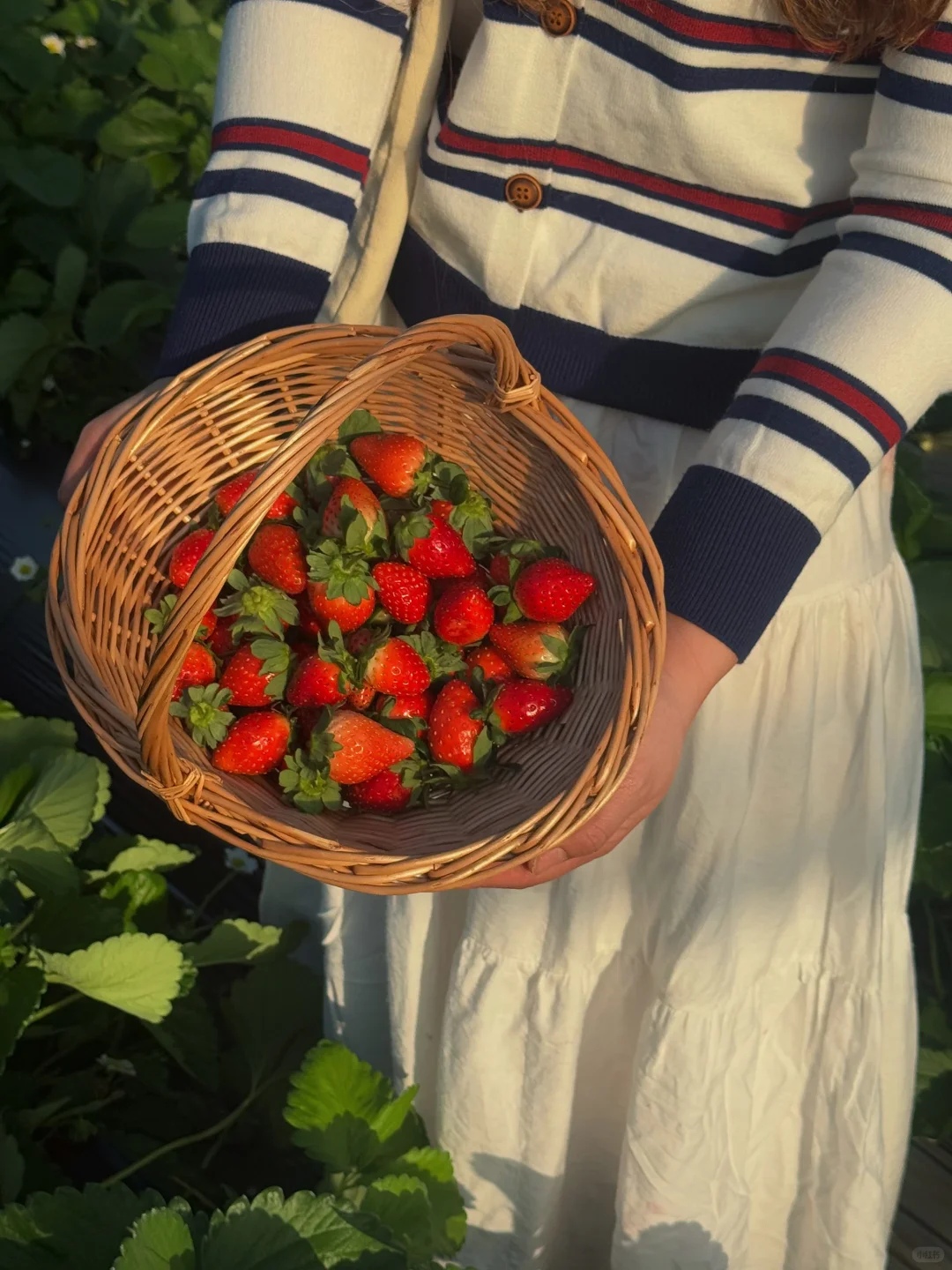 柳州、这天气太适合～摘草莓🍓了～