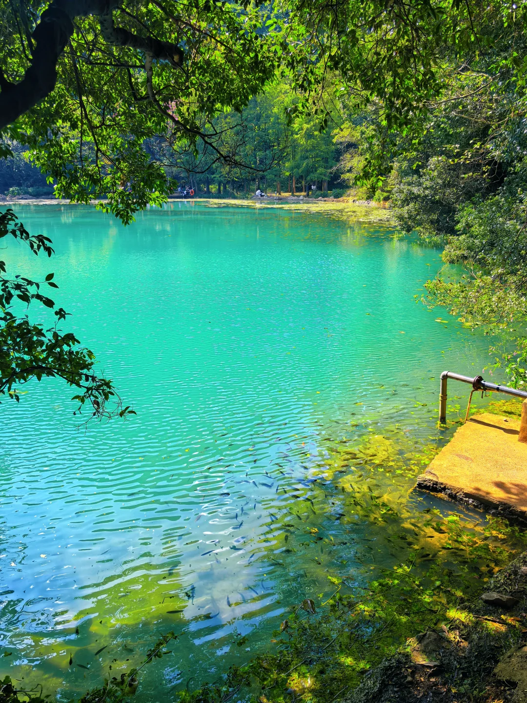 惊叹于龙潭公园的果冻水