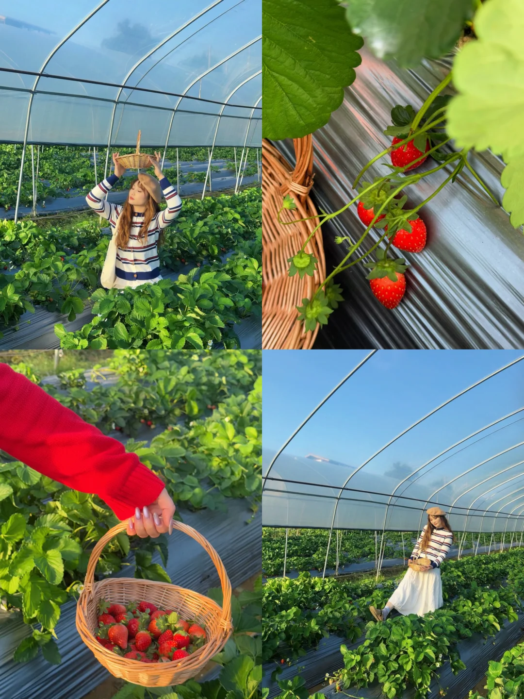 柳州、这天气太适合～摘草莓🍓了～