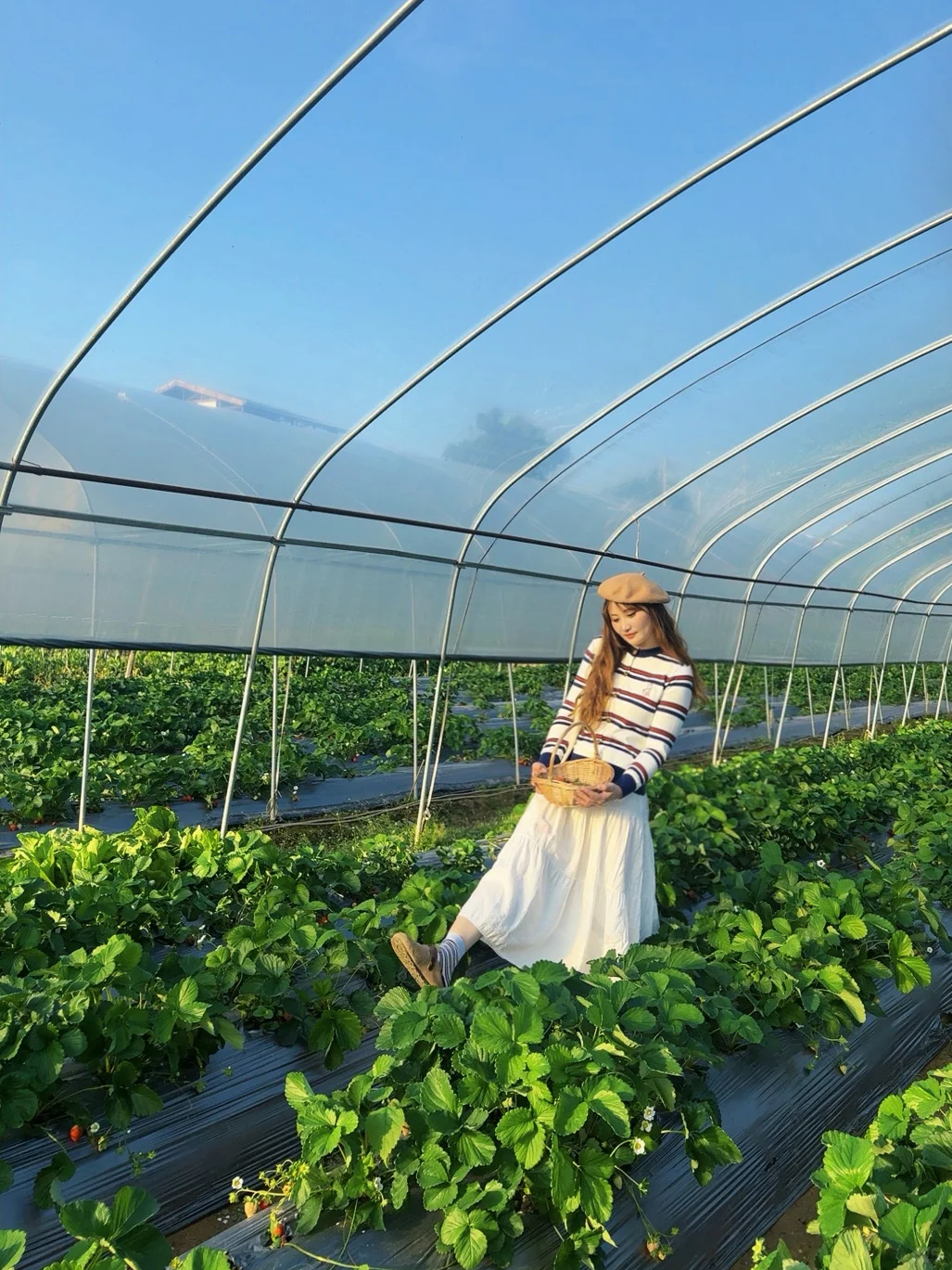柳州、这天气太适合～摘草莓🍓了～