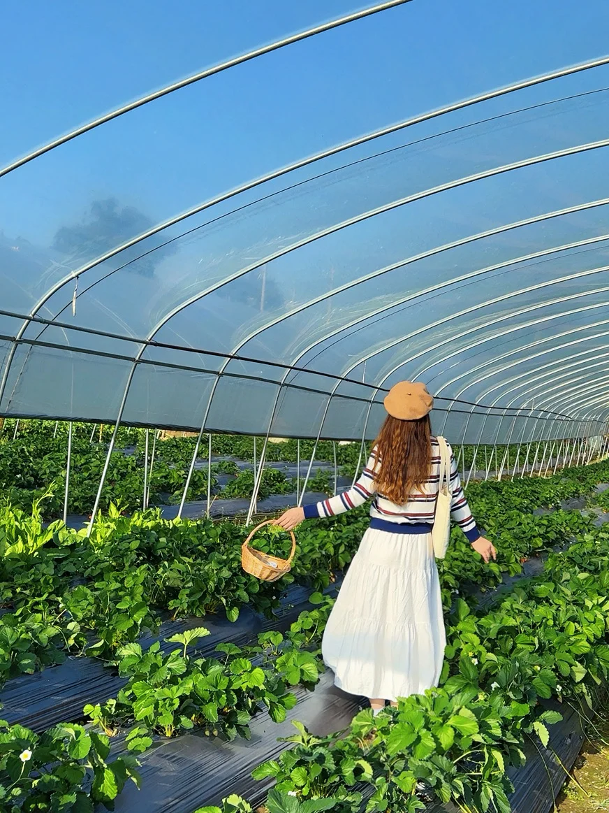 柳州、这天气太适合～摘草莓🍓了～