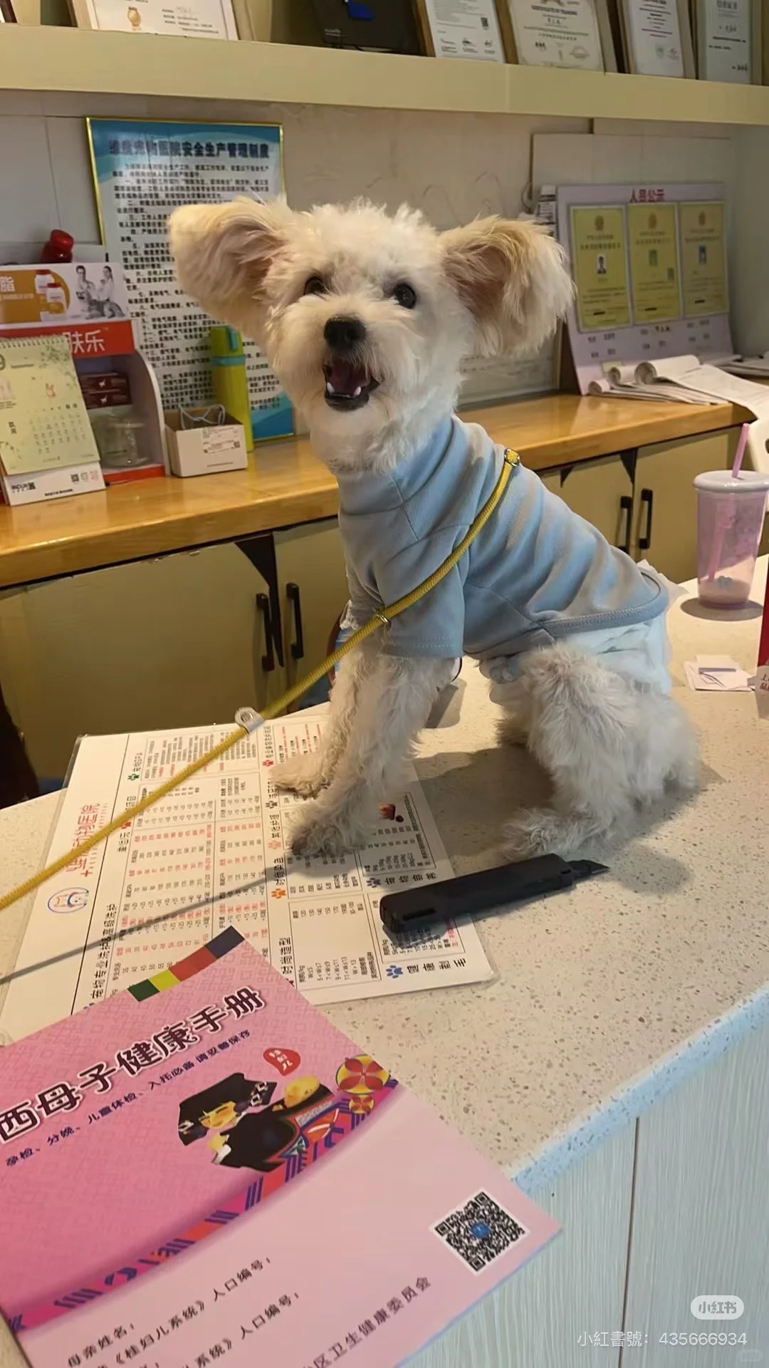 广西柳州大耳朵小狗领养云养