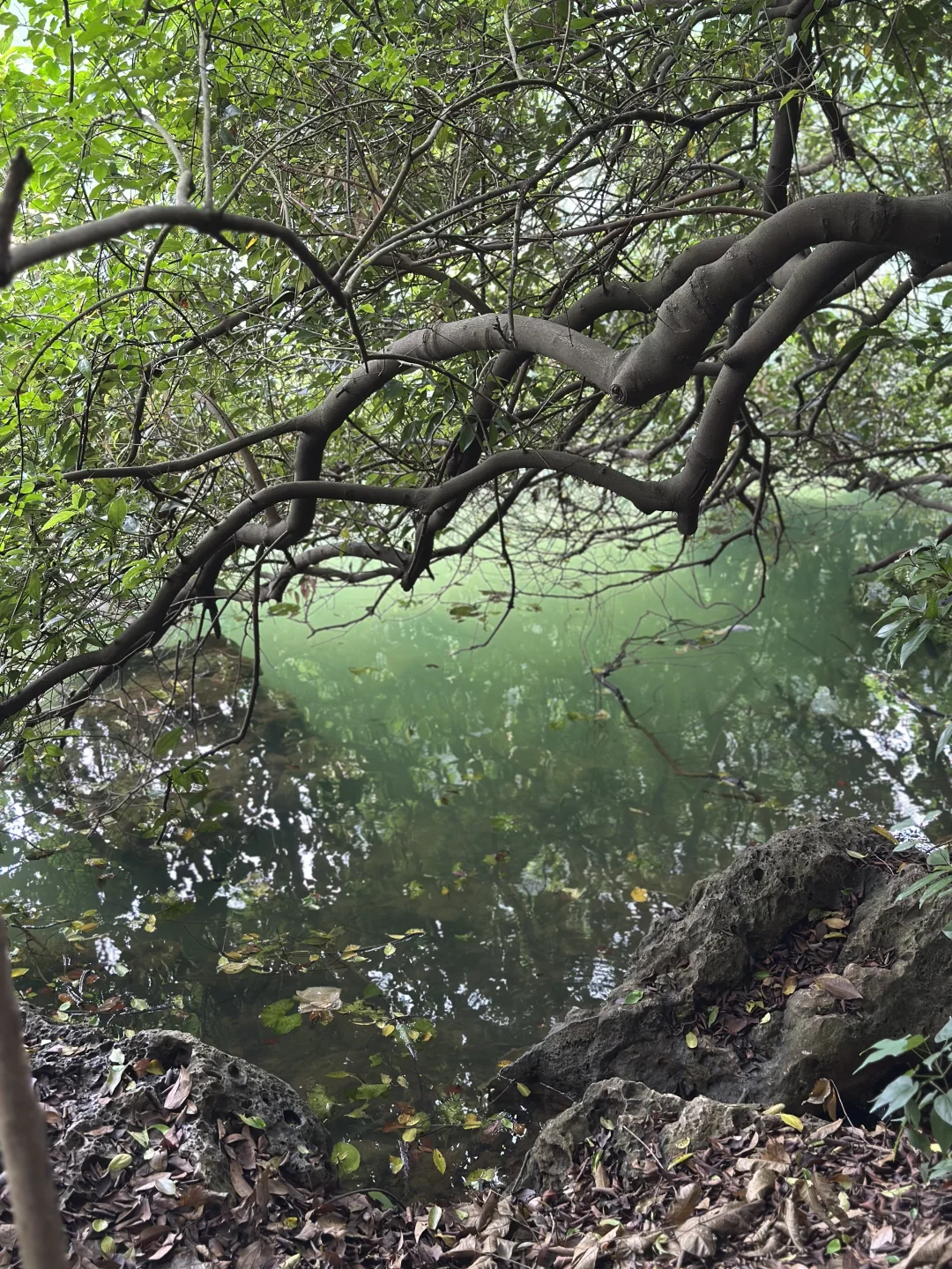 柳州｜国庆节龙潭公园竟然是免费的！！！