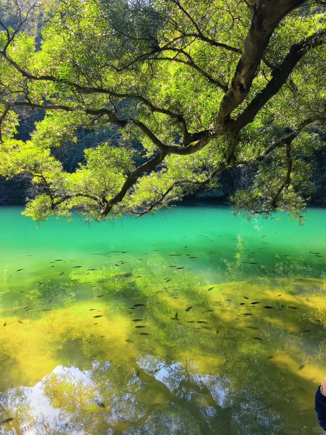 惊叹于龙潭公园的果冻水