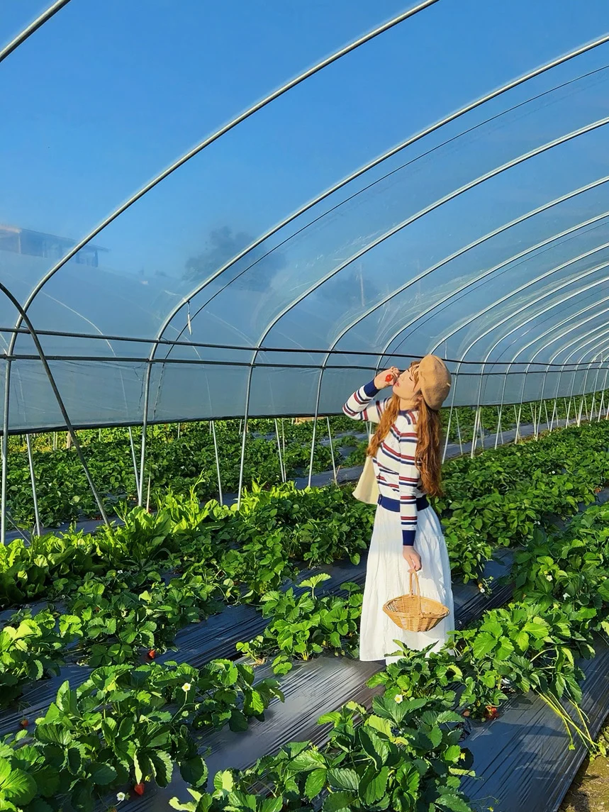 柳州、这天气太适合～摘草莓🍓了～