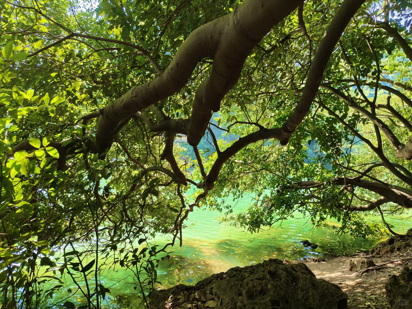 惊叹于龙潭公园的果冻水