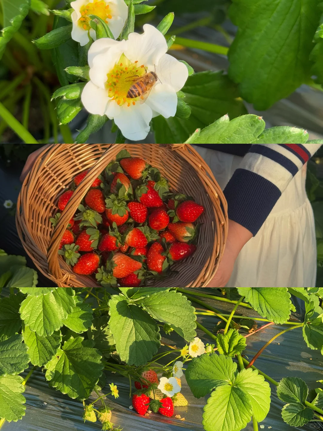 柳州、这天气太适合～摘草莓🍓了～