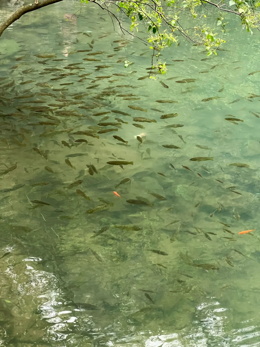 龙潭公园不用排队机位❗️｜柳州朋友圈文案