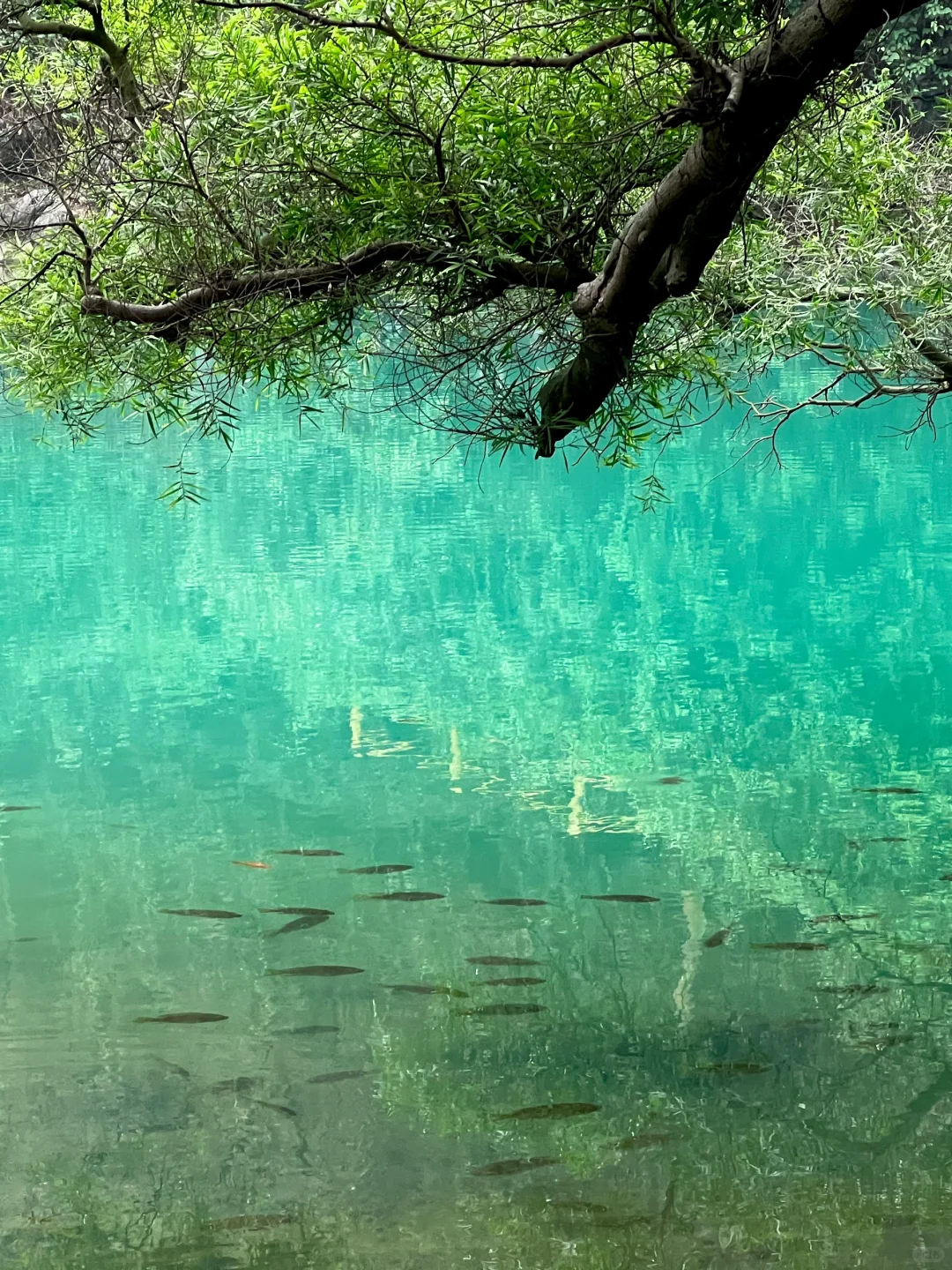 龙潭公园不用排队机位❗️｜柳州朋友圈文案