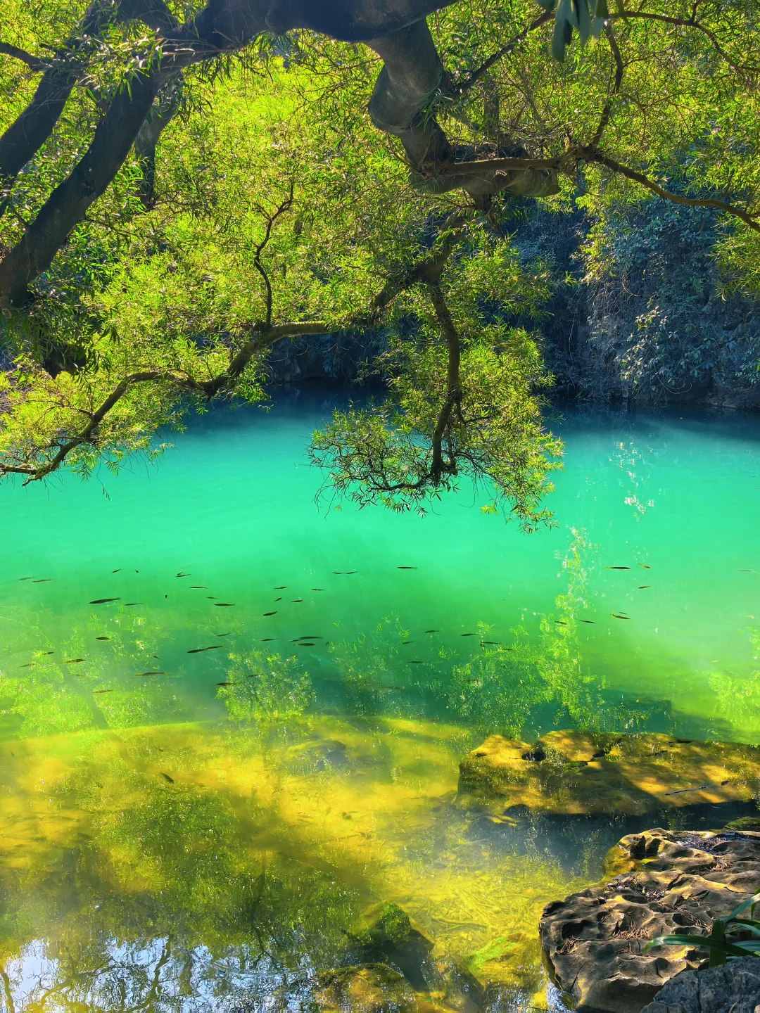 惊叹于龙潭公园的果冻水