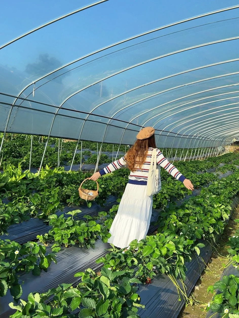 柳州、这天气太适合～摘草莓🍓了～