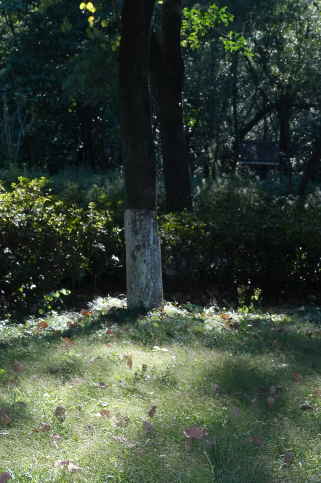 去龙潭公园，别只知道风雨桥👋