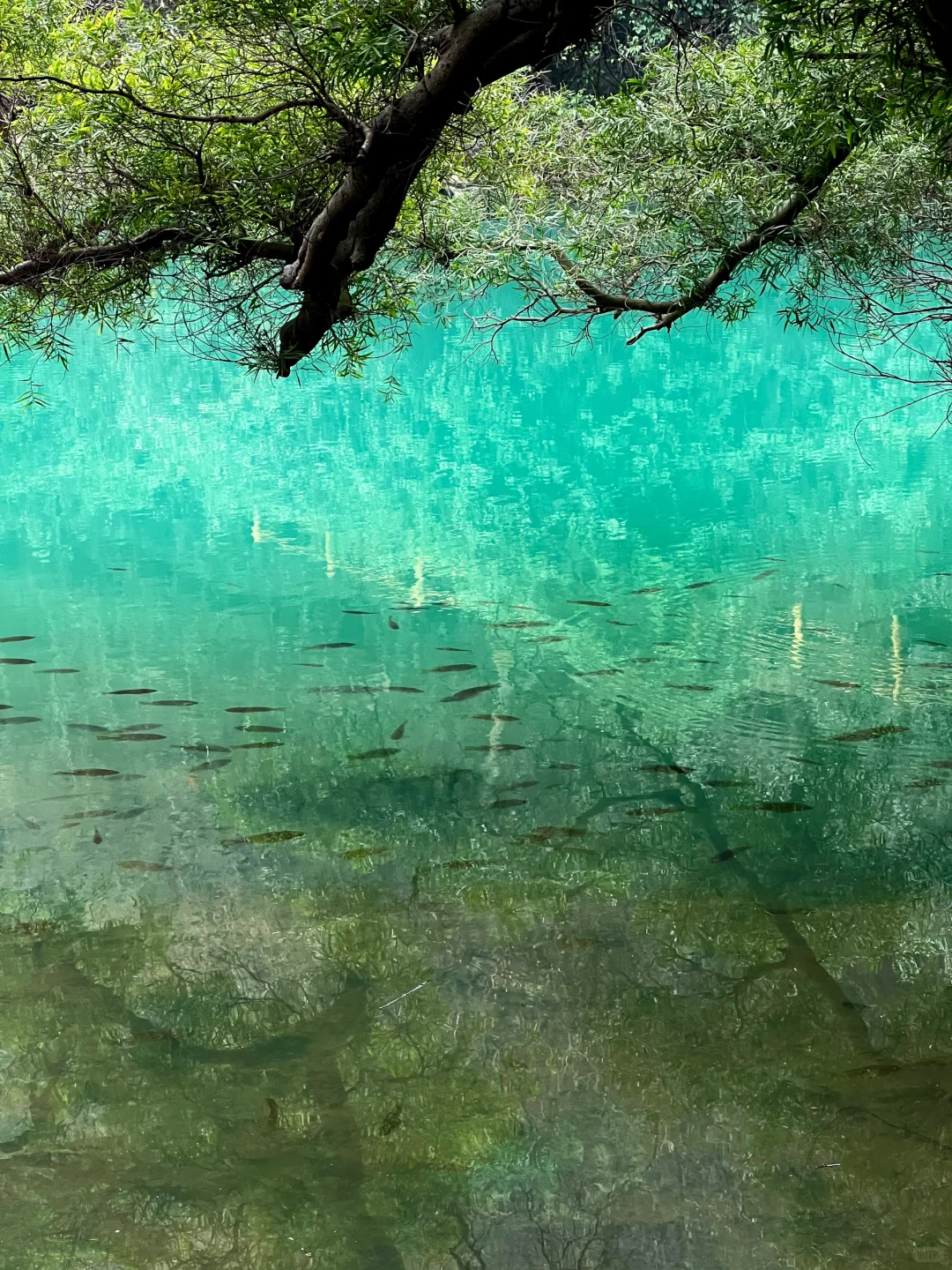 龙潭公园不用排队机位❗️｜柳州朋友圈文案