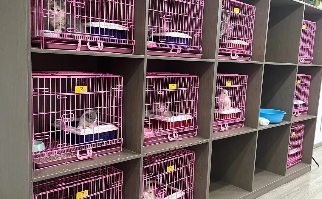 防城港靠谱宠物基地推荐 买宠零距离互动