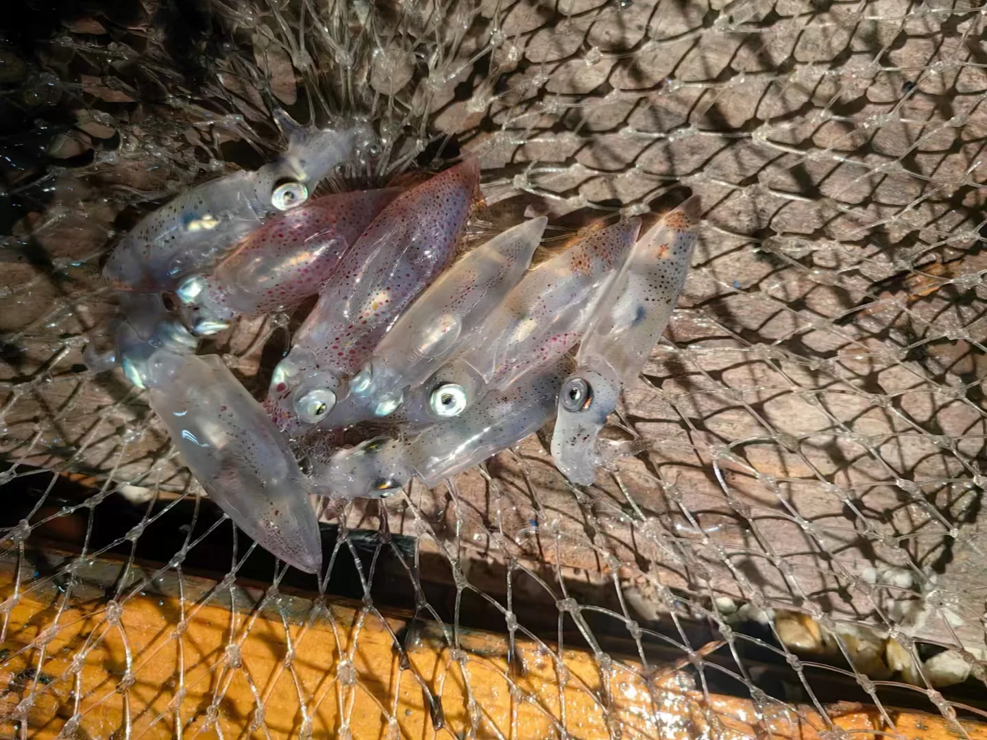 防城港海上平台畅钓12小时，自带帐篷可露营