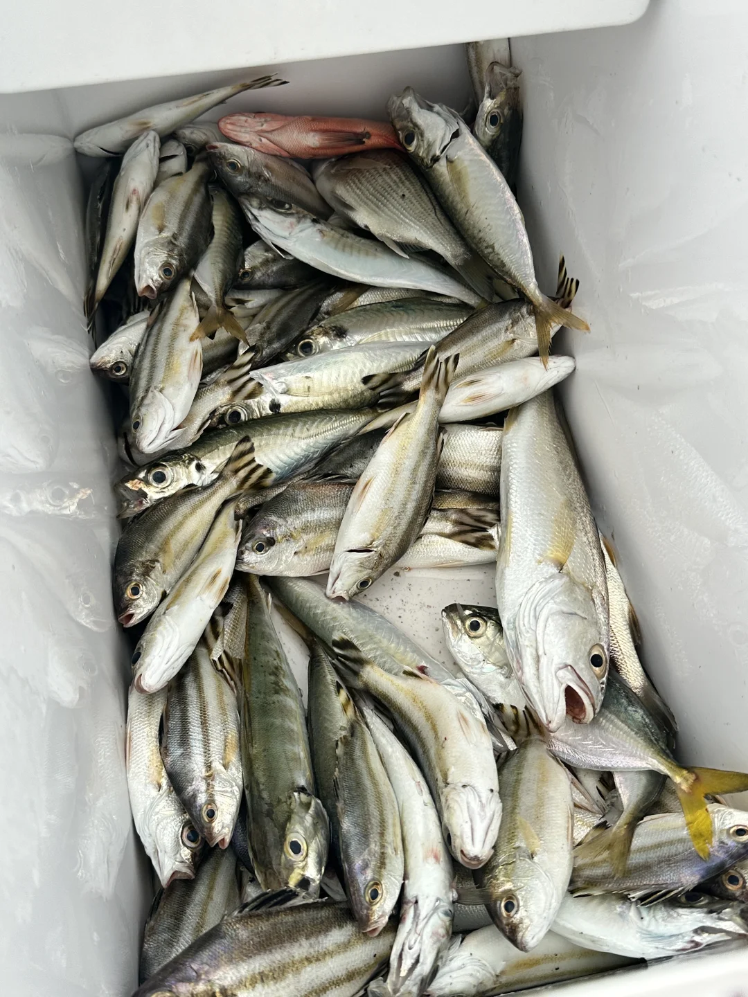 防城港海钓赶海