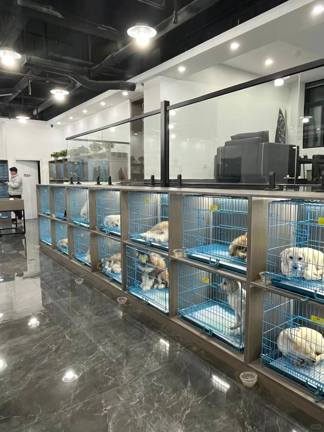 防城港靠谱宠物基地推荐 买宠零距离互动