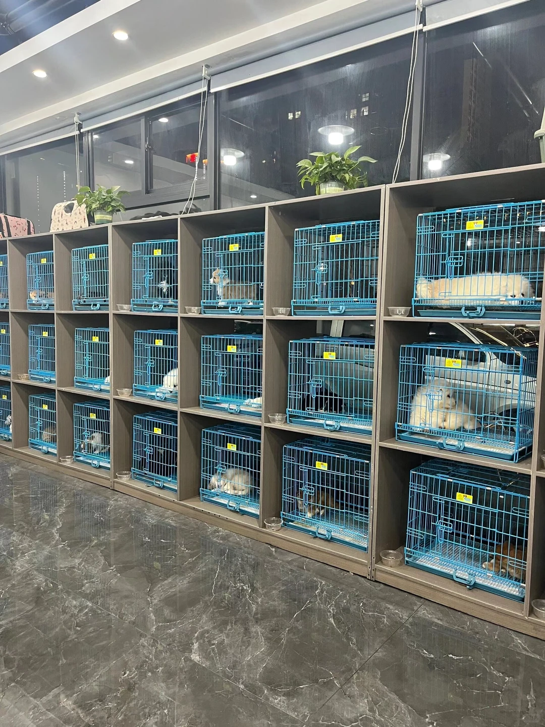 防城港靠谱宠物基地推荐 买宠零距离互动