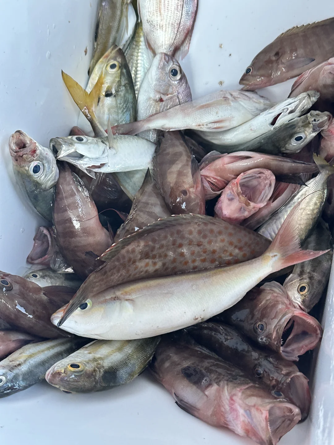 防城港海钓赶海