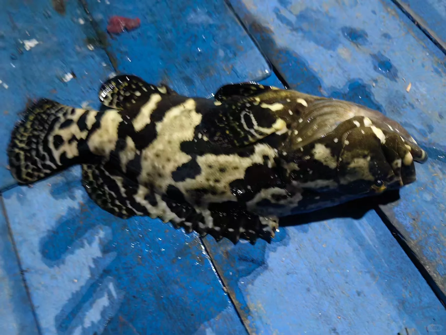 防城港海上平台畅钓12小时，自带帐篷可露营