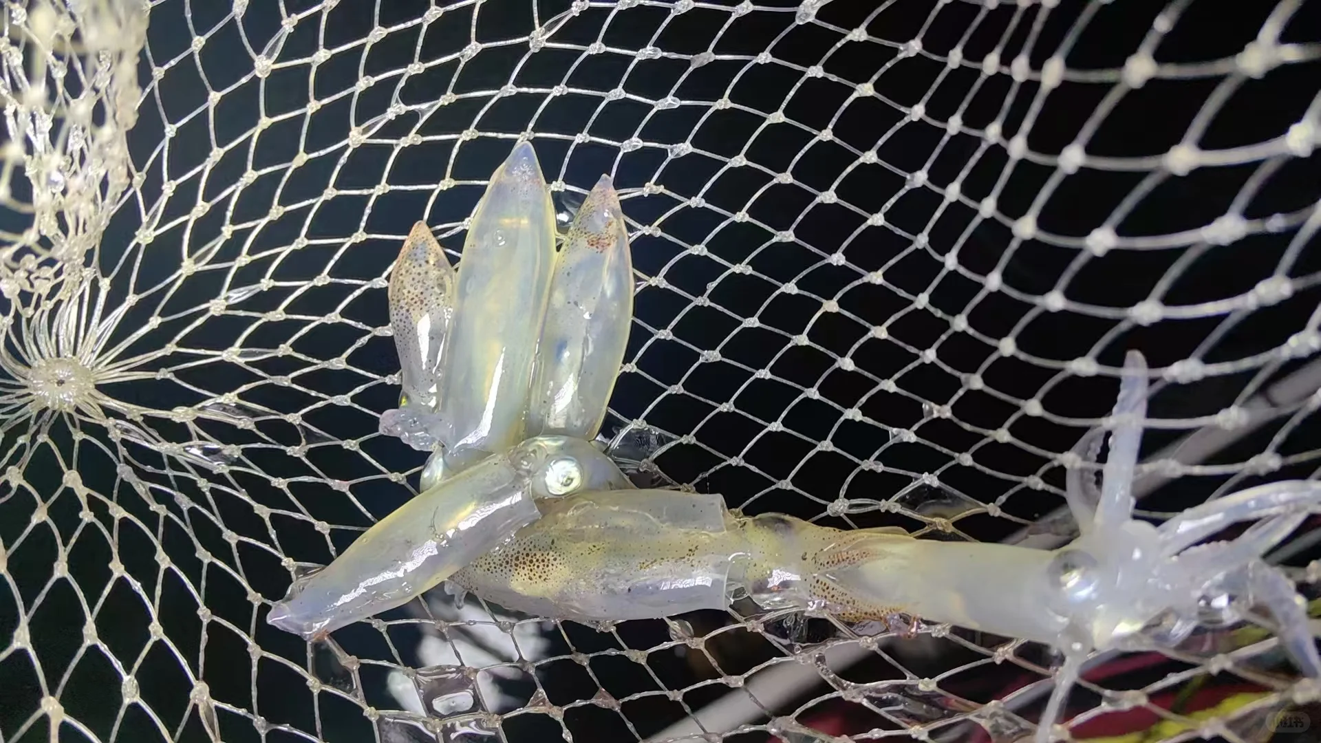 防城港海上平台畅钓12小时，自带帐篷可露营