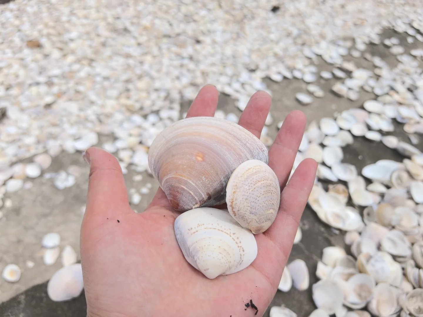 钦州到防城港5—6天游玩攻略