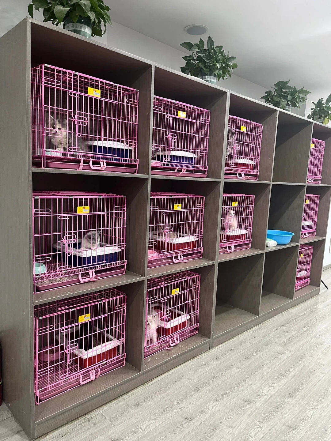 防城港靠谱宠物基地推荐 买宠零距离互动