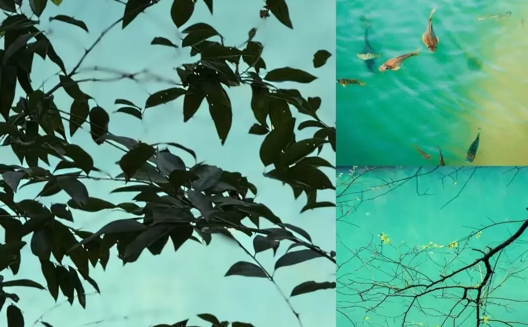 柳州！！！龙潭公园居然这么出片！！