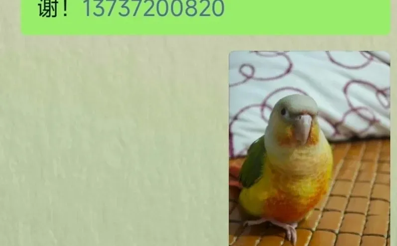 广西柳州寻鸟❗️❗️❗️