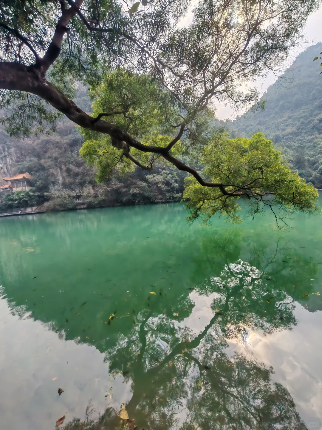 柳州龙潭公园，好美，怎么拍都不够