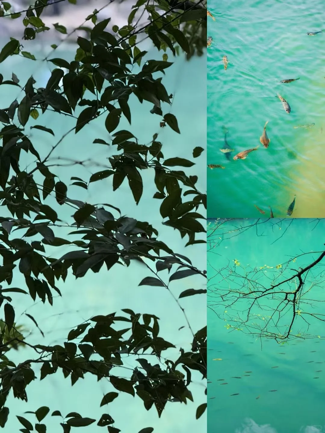 柳州！！！龙潭公园居然这么出片！！