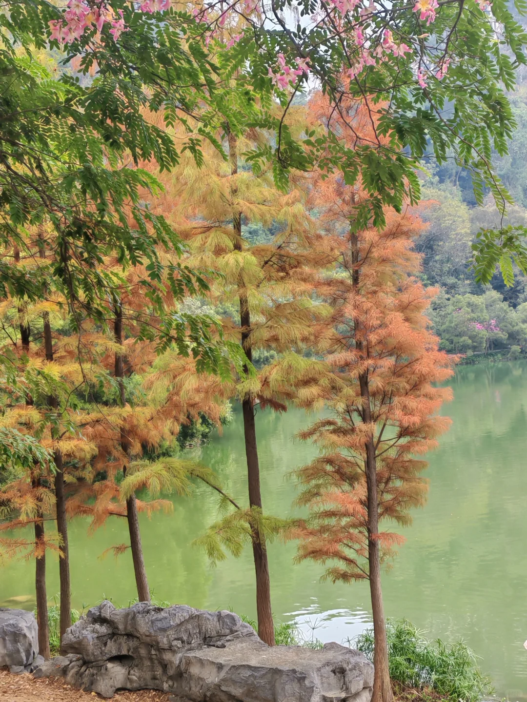 柳州龙潭公园，好美，怎么拍都不够