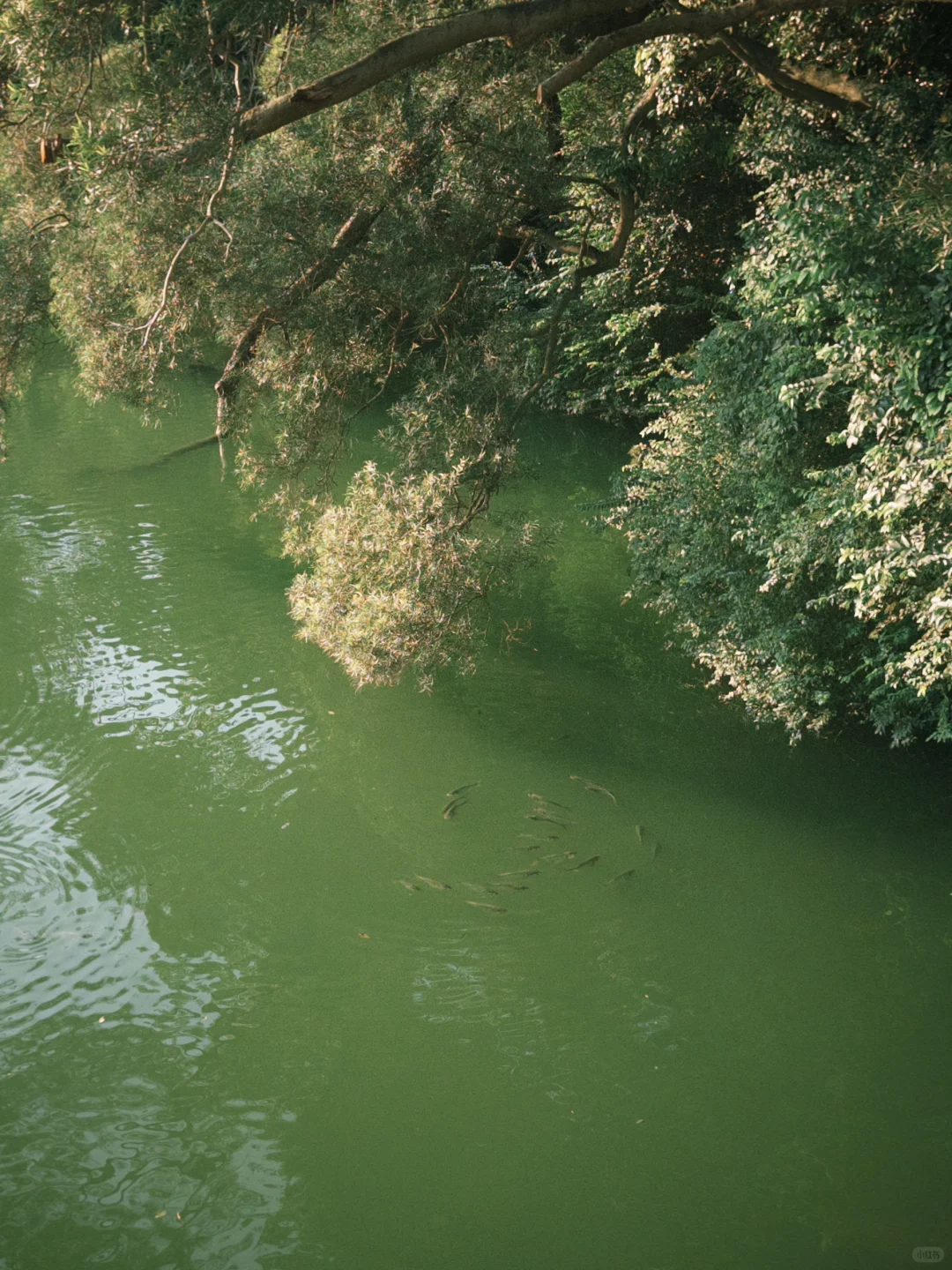 📍柳州·龙潭公园，柳州旅行的意外惊喜！🤟