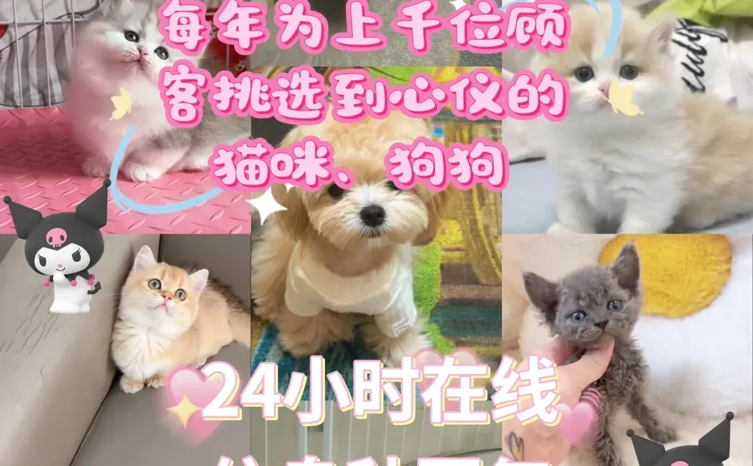 防城港买猫买狗！看这‼️你的温暖✨它的余生