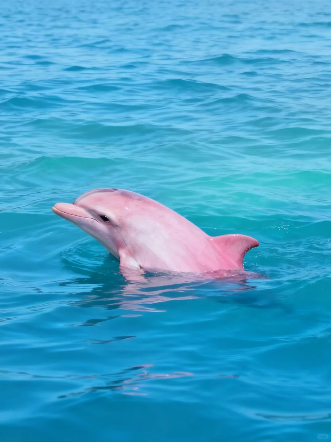 春节不去三亚，去钦州防城港追粉色海豚🐬
