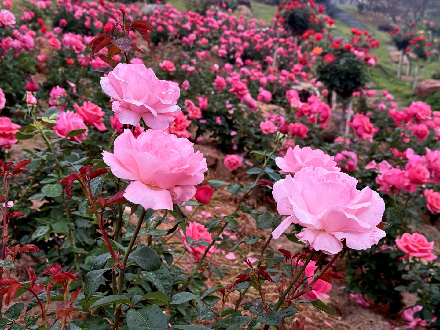 12.12青秀山实况：樱花园月季花开了绝美～