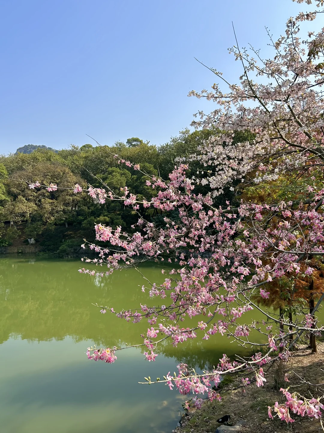 柳州｜龙潭你又美了
