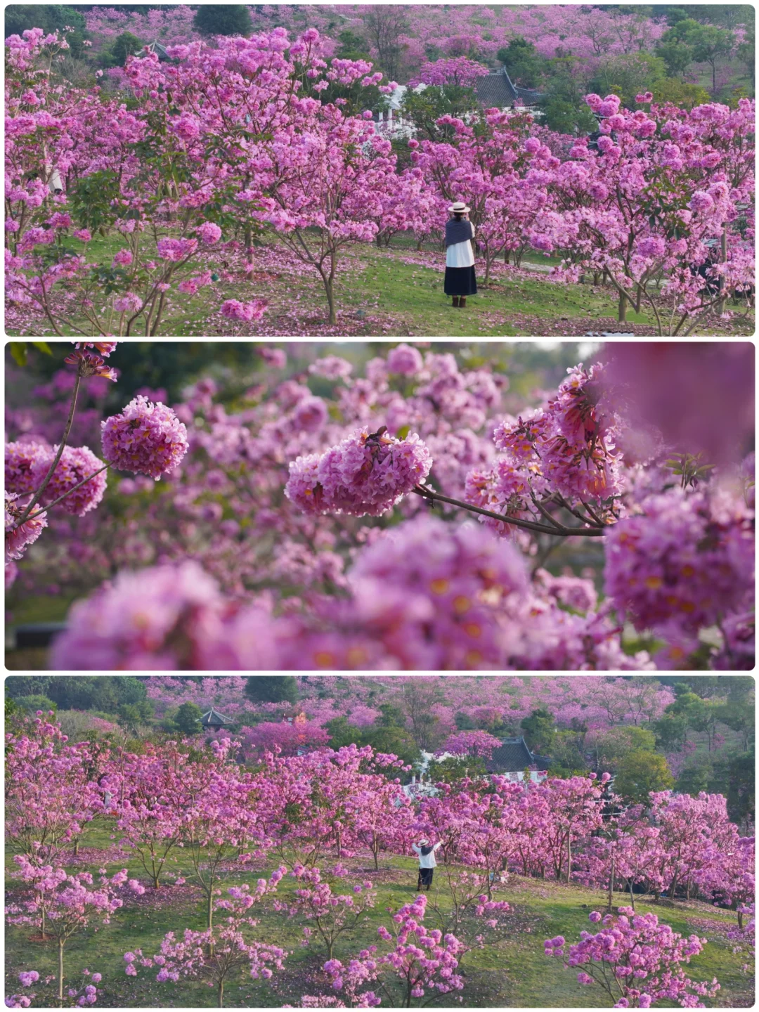 日落紫风铃花海，“紫”醉金迷的梦！