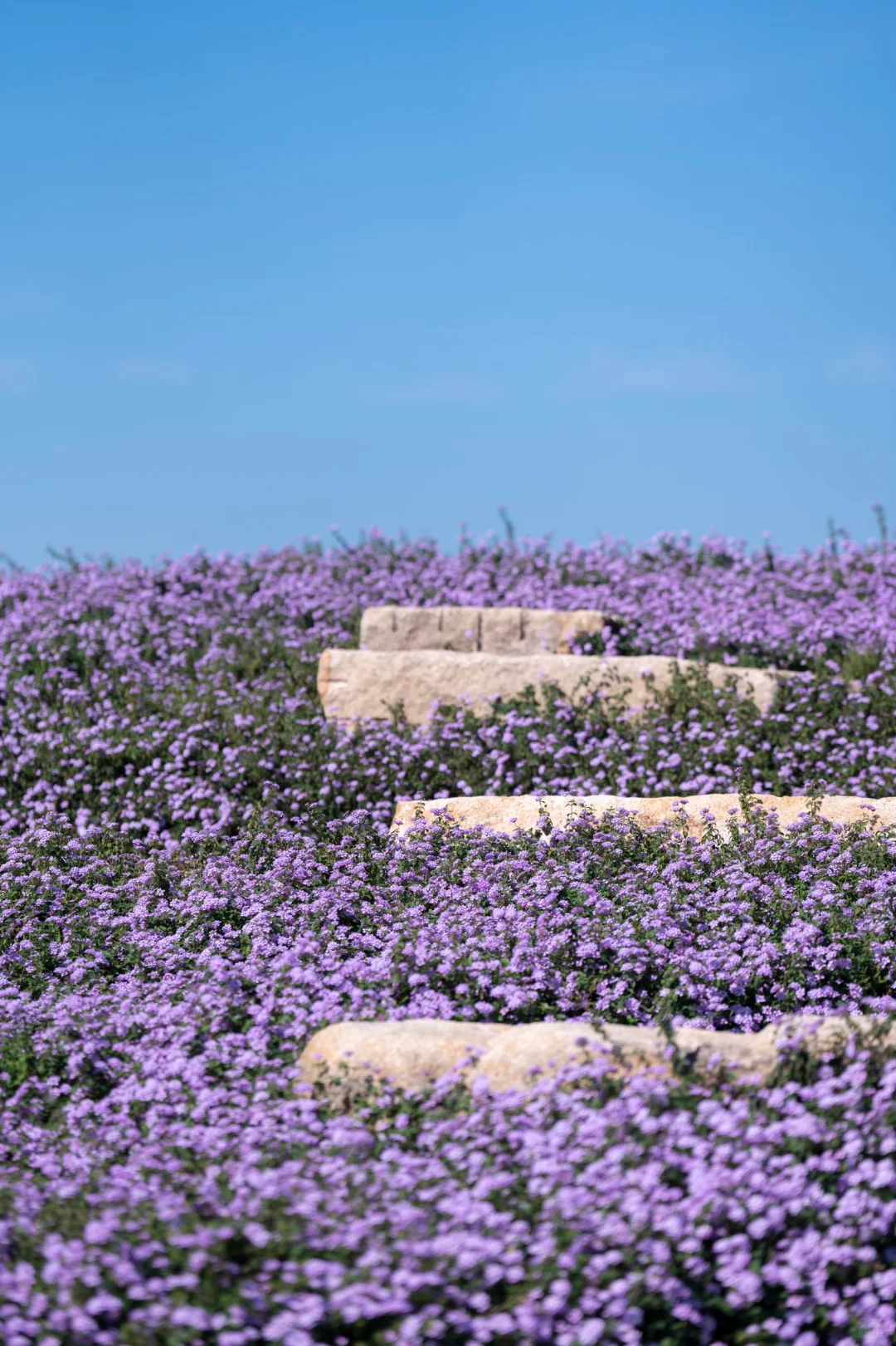 在南方，我闯入了莫奈的冬日花园💜紫色浪漫
