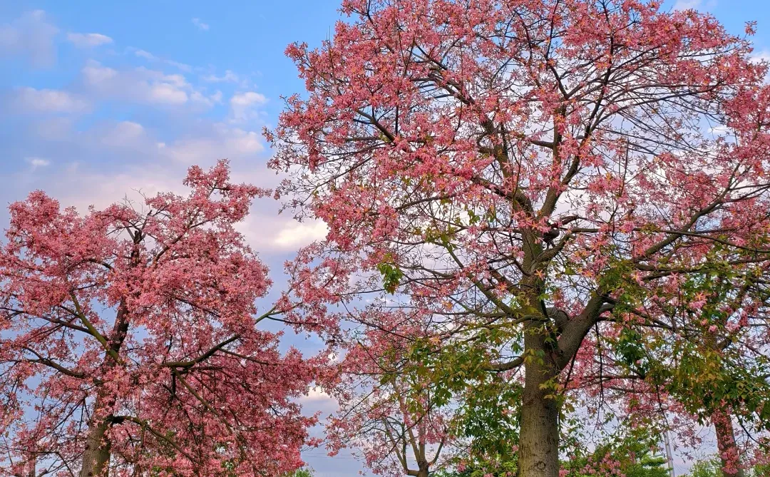 柳州的十二月是粉色的