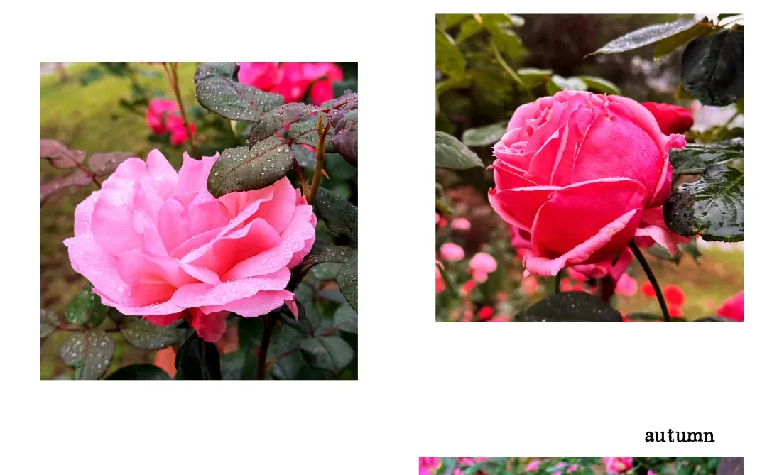 12.12青秀山实况：樱花园月季花开了绝美～